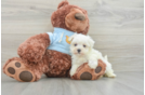 Maltipoo Puppy for Adoption