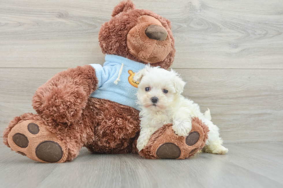 8 week old Maltipoo Puppy For Sale - Simply Southern Pups