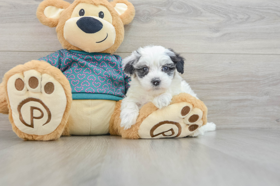 8 week old Maltipoo Puppy For Sale - Simply Southern Pups