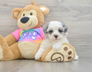 9 week old Maltipoo Puppy For Sale - Simply Southern Pups