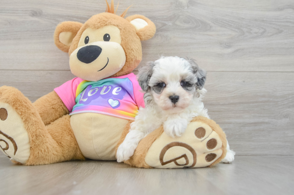 6 week old Maltipoo Puppy For Sale - Simply Southern Pups