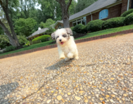 10 week old Maltipoo Puppy For Sale - Simply Southern Pups