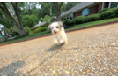 Best Maltipoo Baby