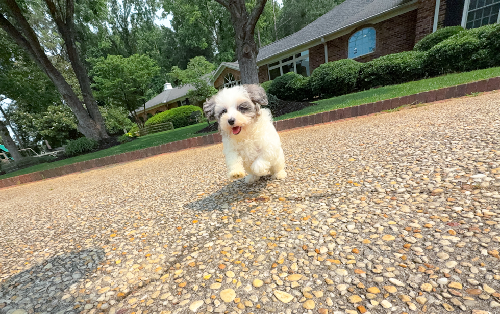 Best Maltipoo Baby