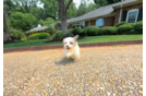 Cute Maltipoo Baby