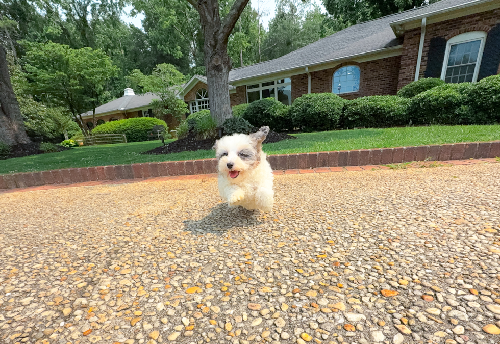 Cute Maltipoo Baby