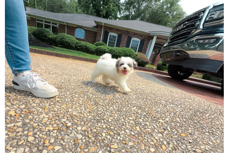 Maltipoo Pup Being Cute