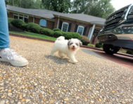 11 week old Maltipoo Puppy For Sale - Simply Southern Pups
