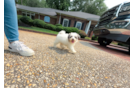 Maltipoo Pup Being Cute