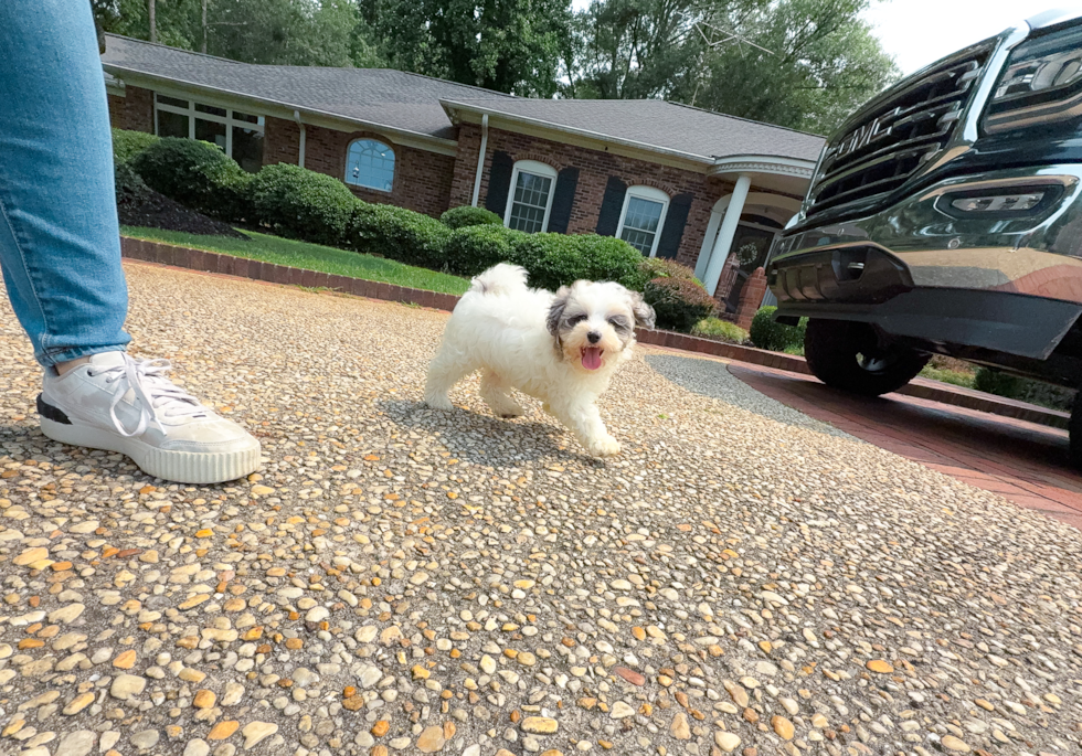 Maltipoo Pup Being Cute