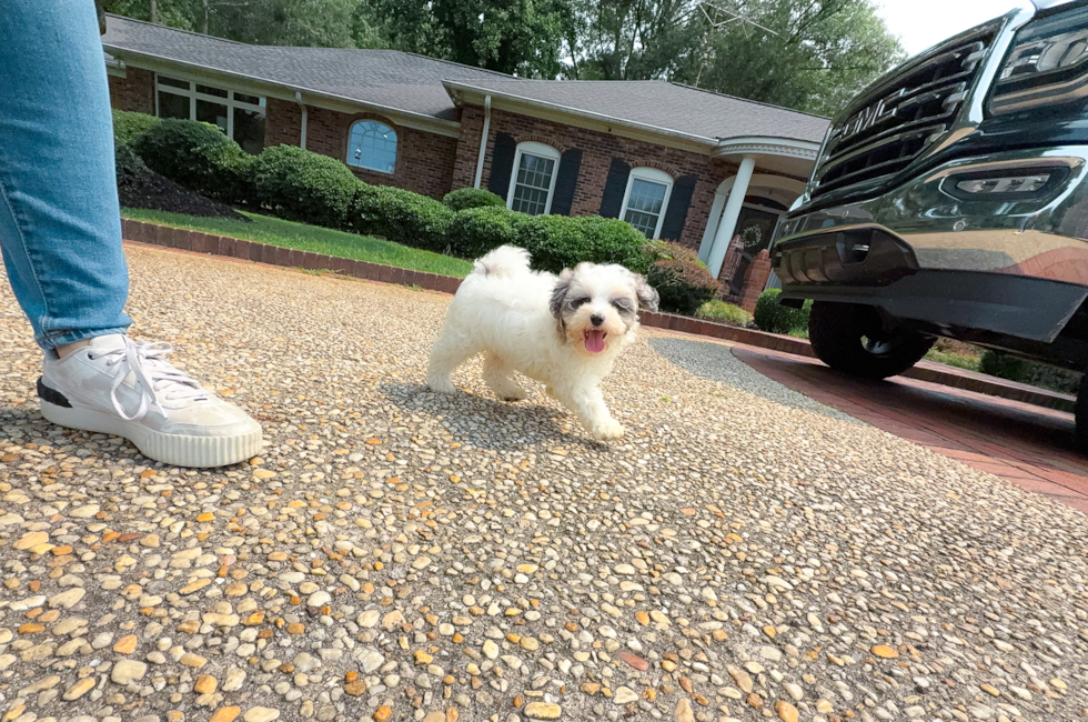 12 week old Maltipoo Puppy For Sale - Simply Southern Pups