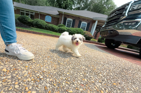 Maltipoo Pup Being Cute