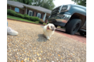 Cute Maltipoo Poodle Mix Pup