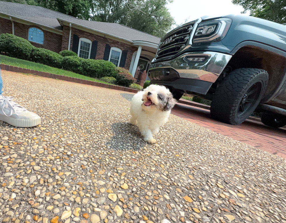Cute Maltipoo Poodle Mix Pup