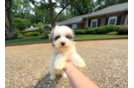 Cute Malt a Poo Poodle Mix Puppy