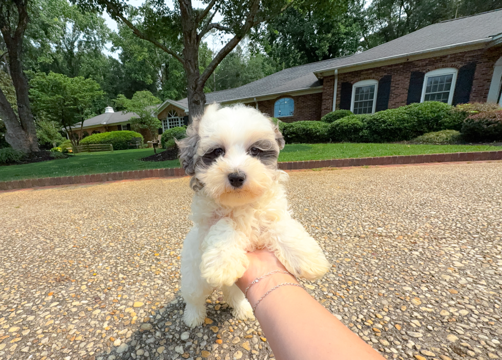 Cute Malt a Poo Poodle Mix Puppy