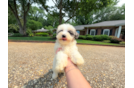 Cute Maltipoo Poodle Mix Pup