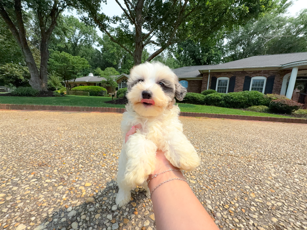 Cute Maltipoo Poodle Mix Pup