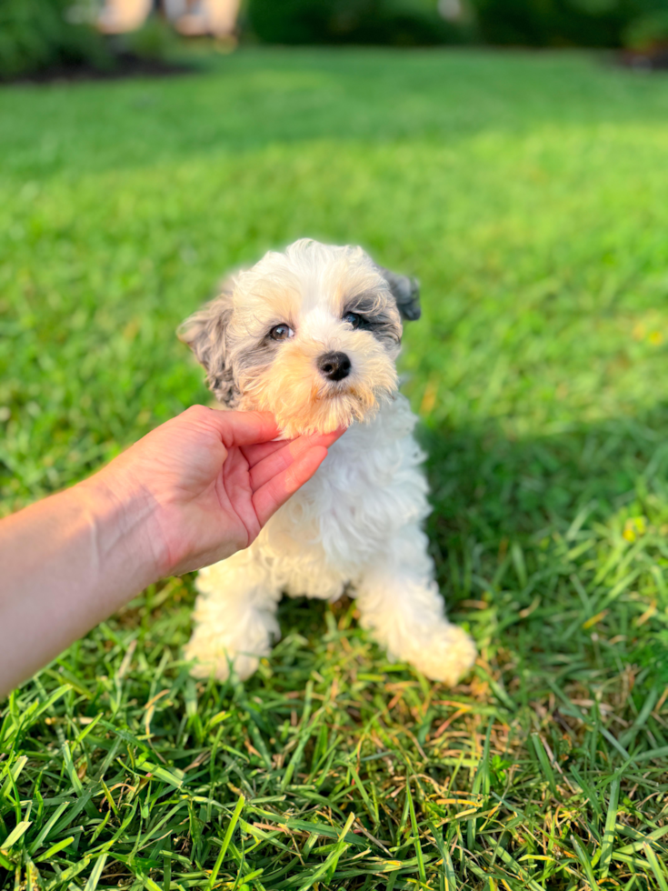 Cute Malt a Poo Poodle Mix Puppy