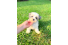Maltipoo Puppy for Adoption