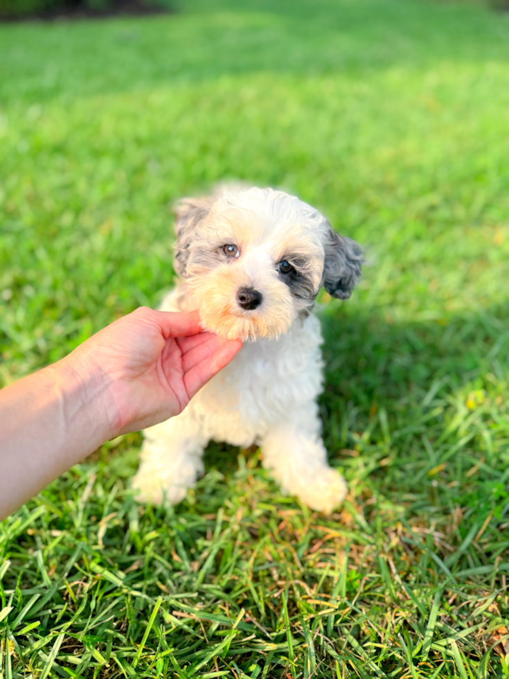 Maltipoo Puppy for Adoption