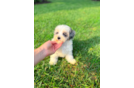 Cute Malt a Poo Poodle Mix Puppy