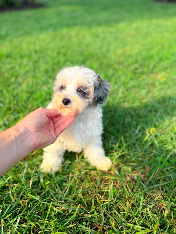 Cute Malt a Poo Poodle Mix Puppy