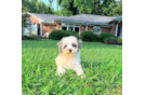 Maltipoo Pup Being Cute
