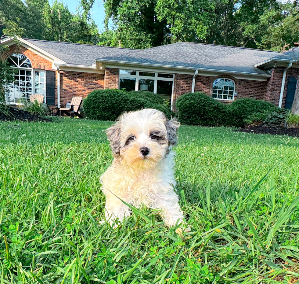 Maltipoo Pup Being Cute
