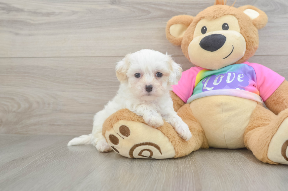 6 week old Maltipoo Puppy For Sale - Simply Southern Pups