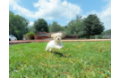 Best Maltipoo Baby