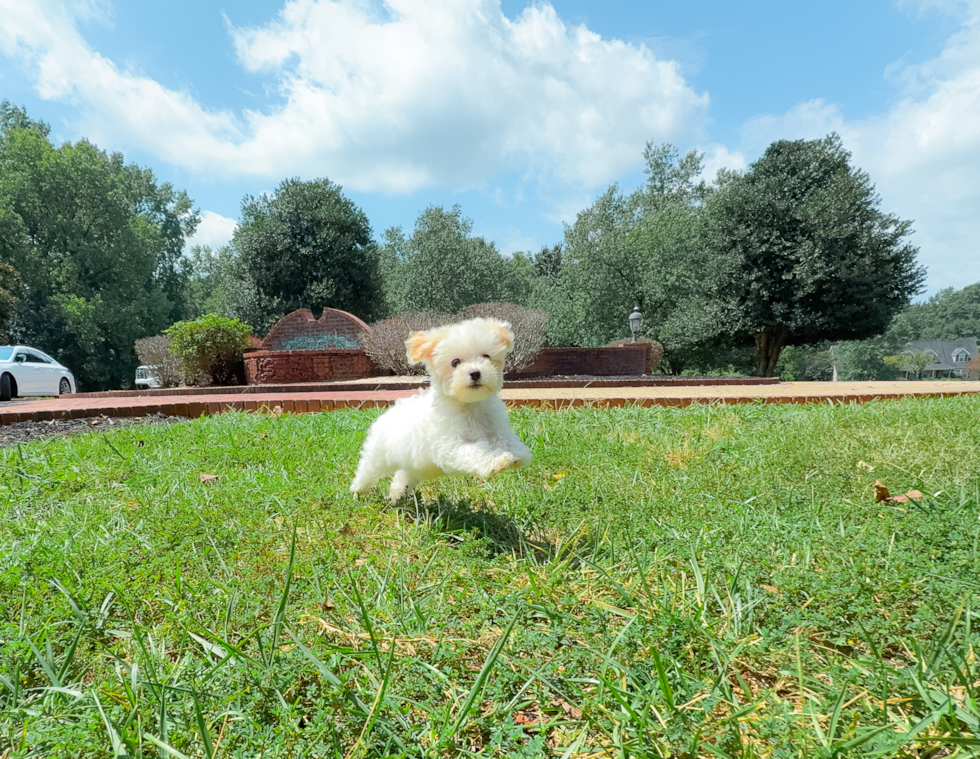 Best Maltipoo Baby