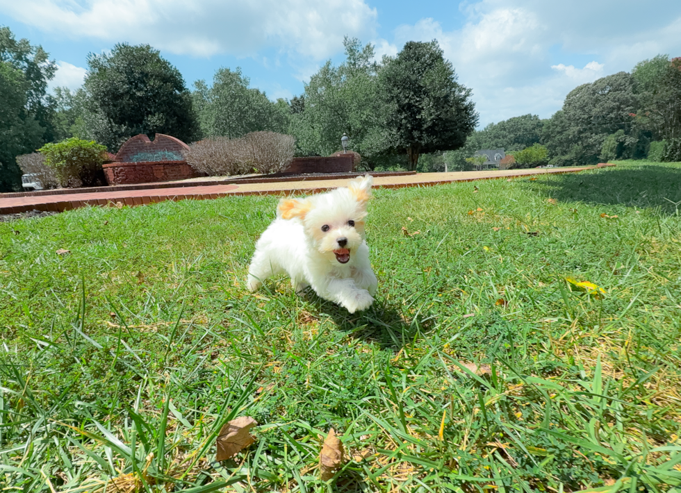 Maltipoo Pup Being Cute