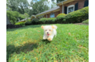 Best Maltipoo Baby
