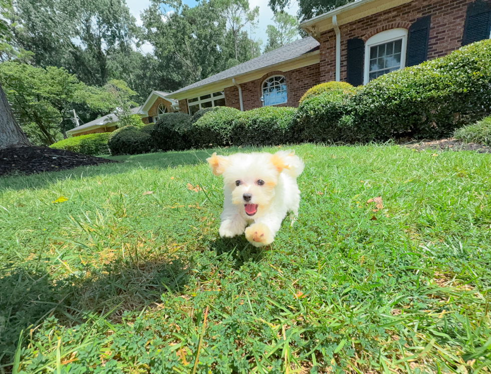 Best Maltipoo Baby