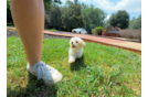 Maltipoo Puppy for Adoption