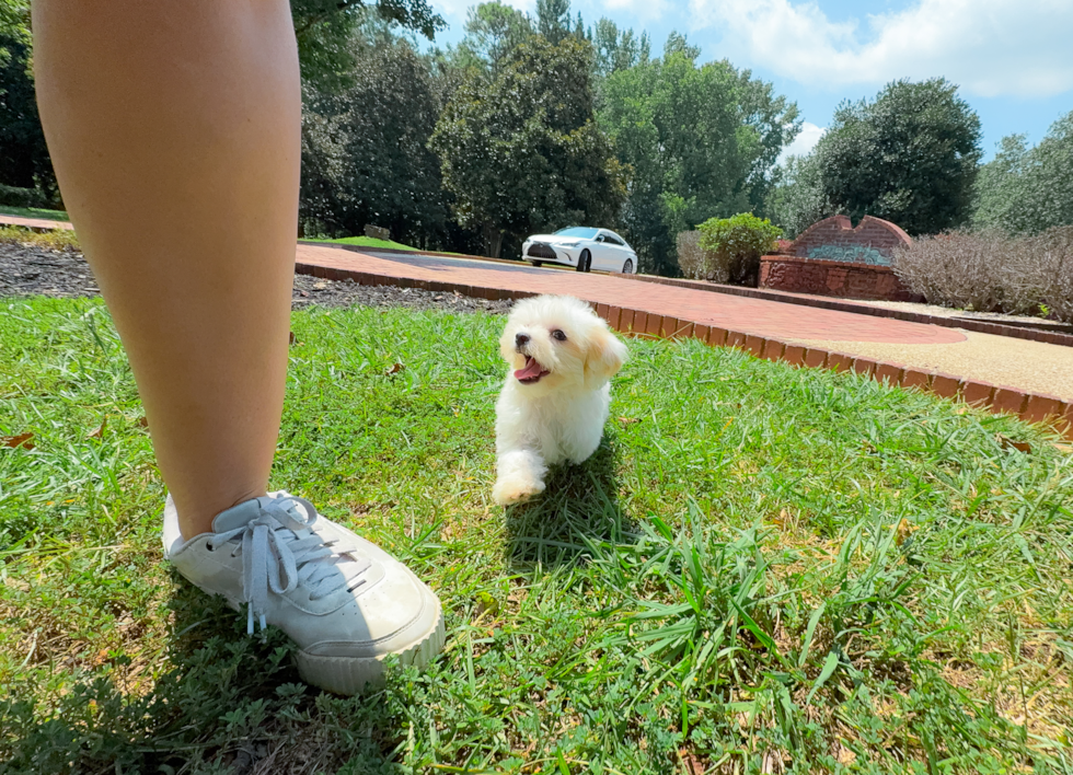 Maltipoo Puppy for Adoption