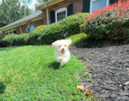 11 week old Maltipoo Puppy For Sale - Simply Southern Pups