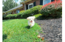 Cute Malt a Poo Poodle Mix Puppy