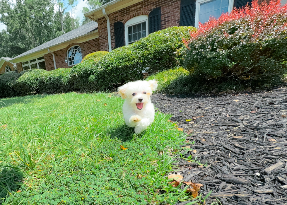 Cute Malt a Poo Poodle Mix Puppy