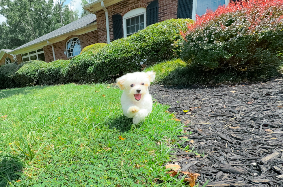 11 week old Maltipoo Puppy For Sale - Simply Southern Pups