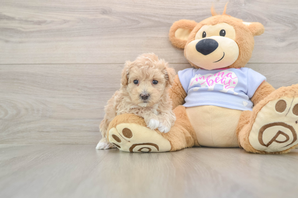 Maltipoo Puppy for Adoption