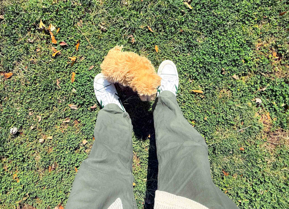 Cute Maltipoo Poodle Mix Pup