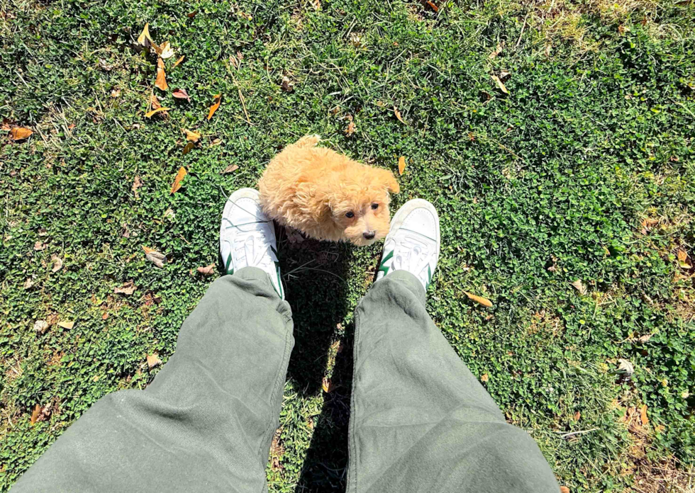 Maltipoo Pup Being Cute