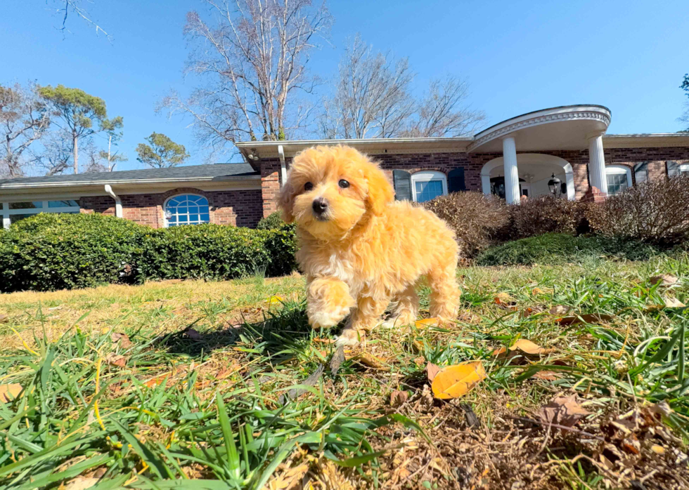 Cute Maltipoo Poodle Mix Pup