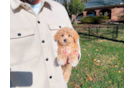 Maltipoo Puppy for Adoption