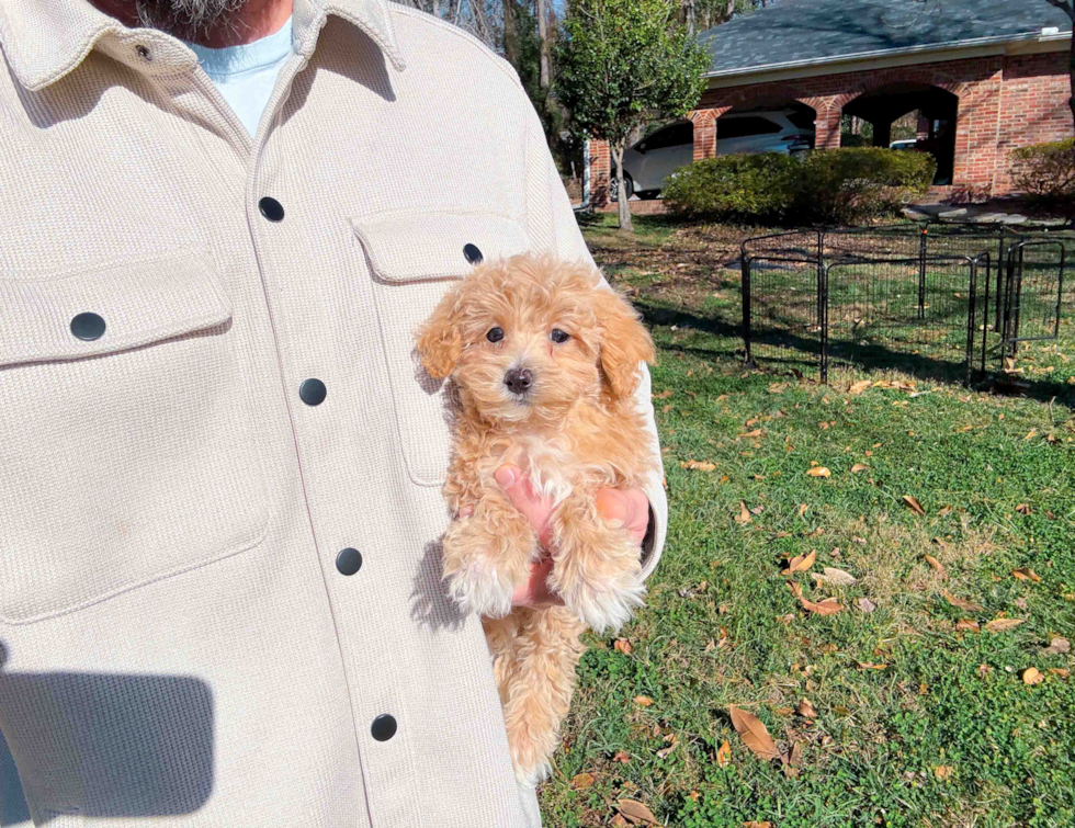 Maltipoo Puppy for Adoption