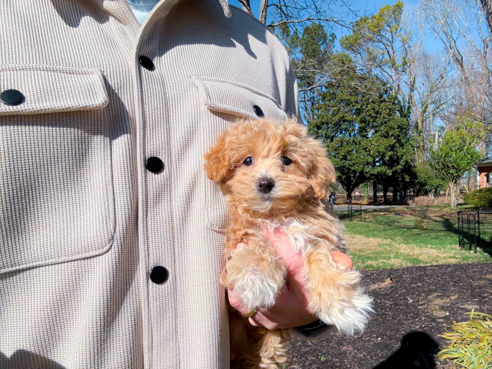 Maltipoo Pup Being Cute