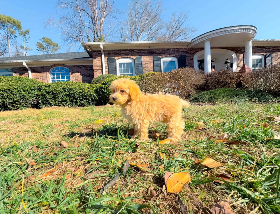 Cute Maltipoo Poodle Mix Pup