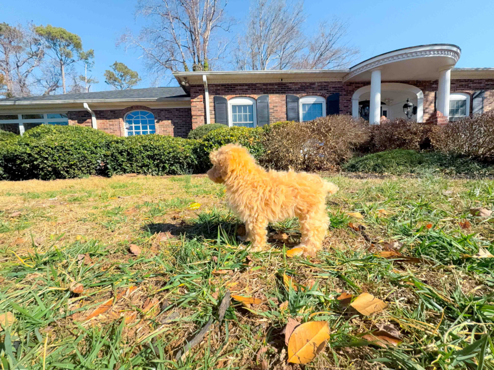 Cute Maltipoo Poodle Mix Pup